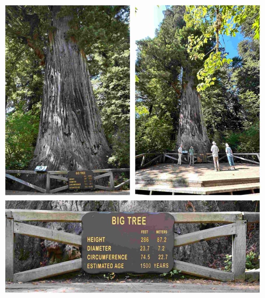 Big Tree is a focal point for visitors in Redwood National and State Parks.
