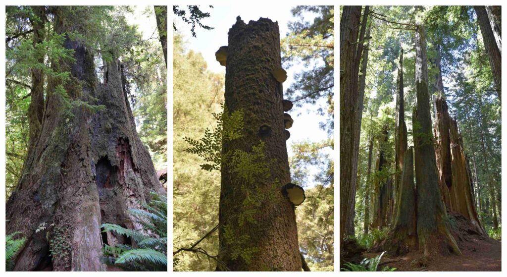 Decaying tree trunks provide nutrition for the next generation of giant redwoods.