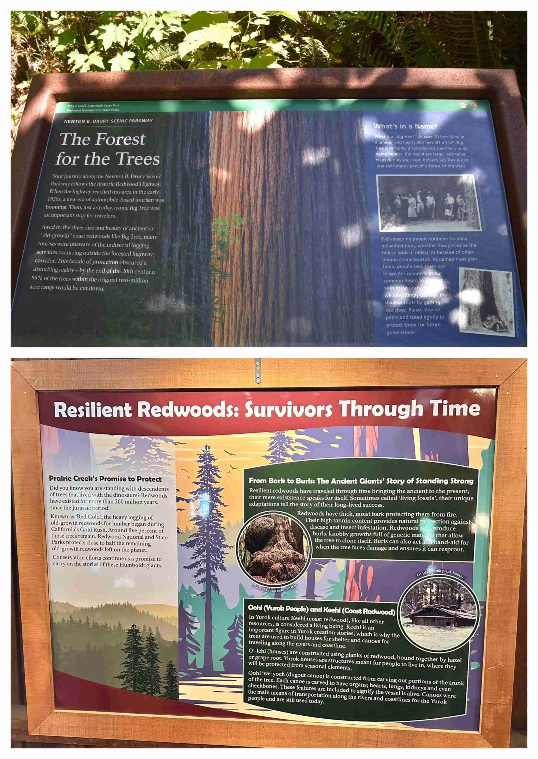 The various signage helps visitors learn the history behind the giant Redwoods.