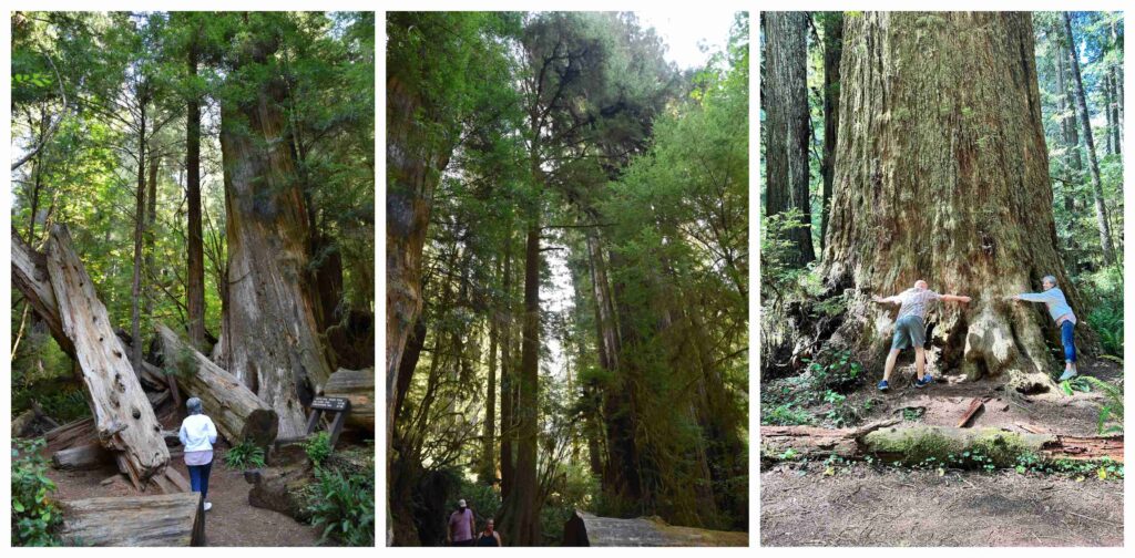 Quiet hikes are a popular activity in Redwood National and State Parks.