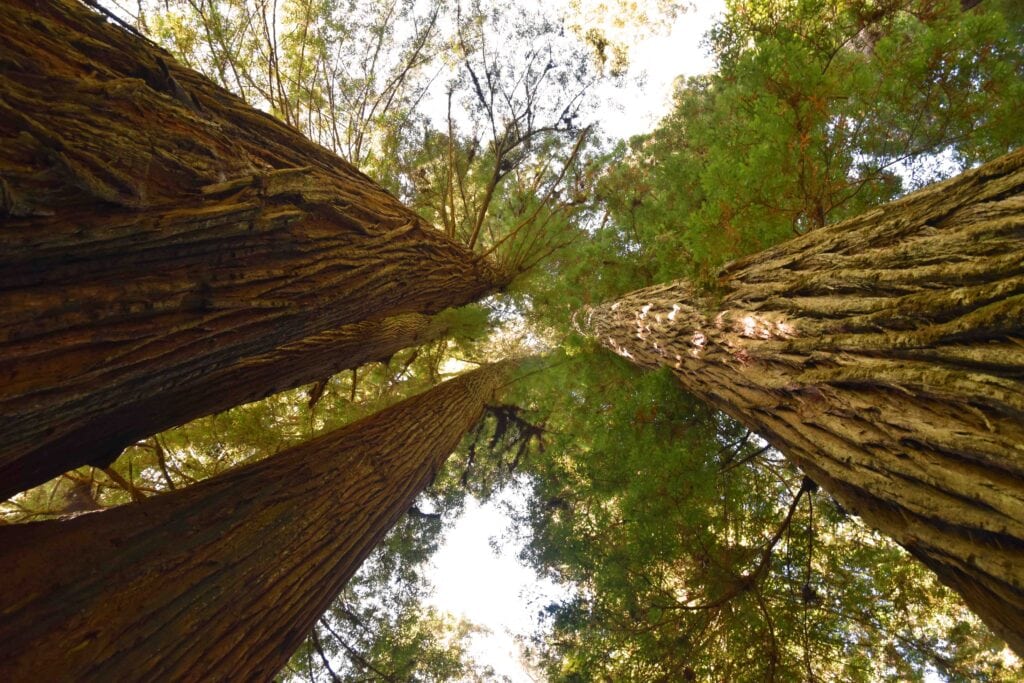 An upward view of some of the towering trees in Redwood National and State Parks.