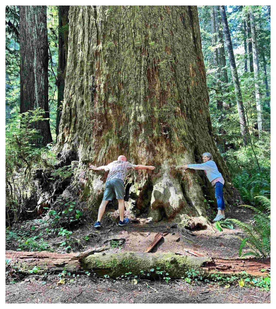 The authors attempting to examine the circumference of a giant redwood.