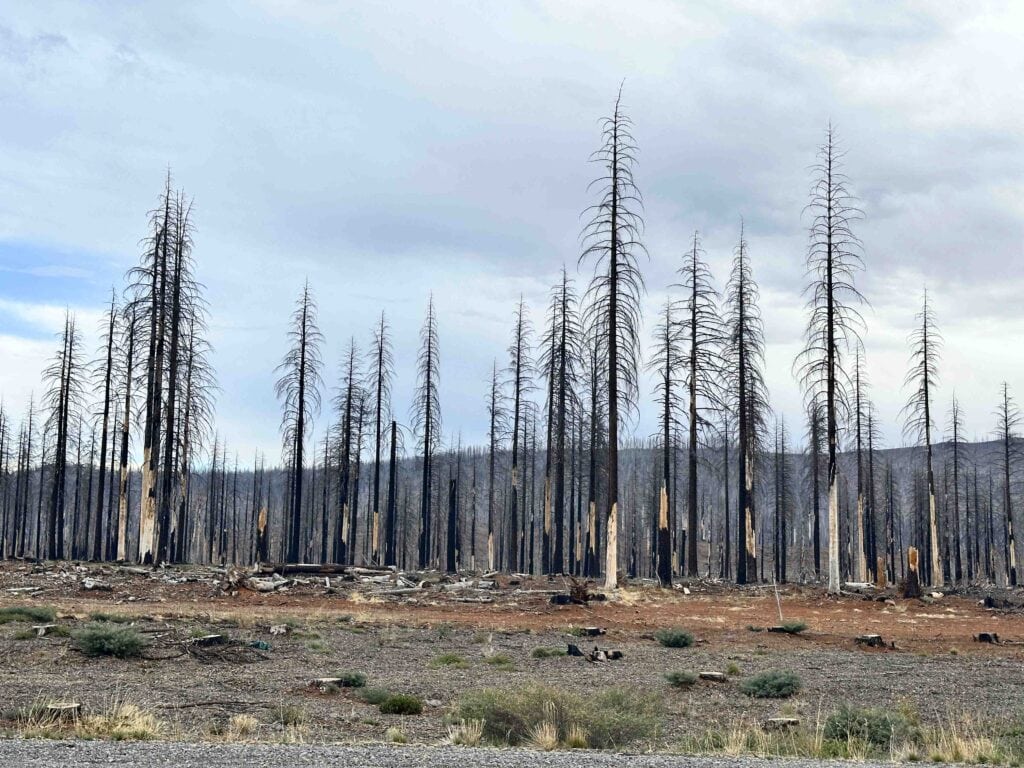 The charred remnants of forest fires in northern California.