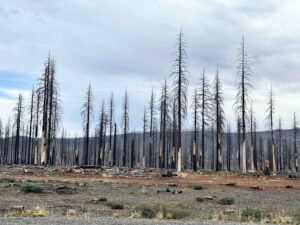 The charred remnants of forest fires in northern California.