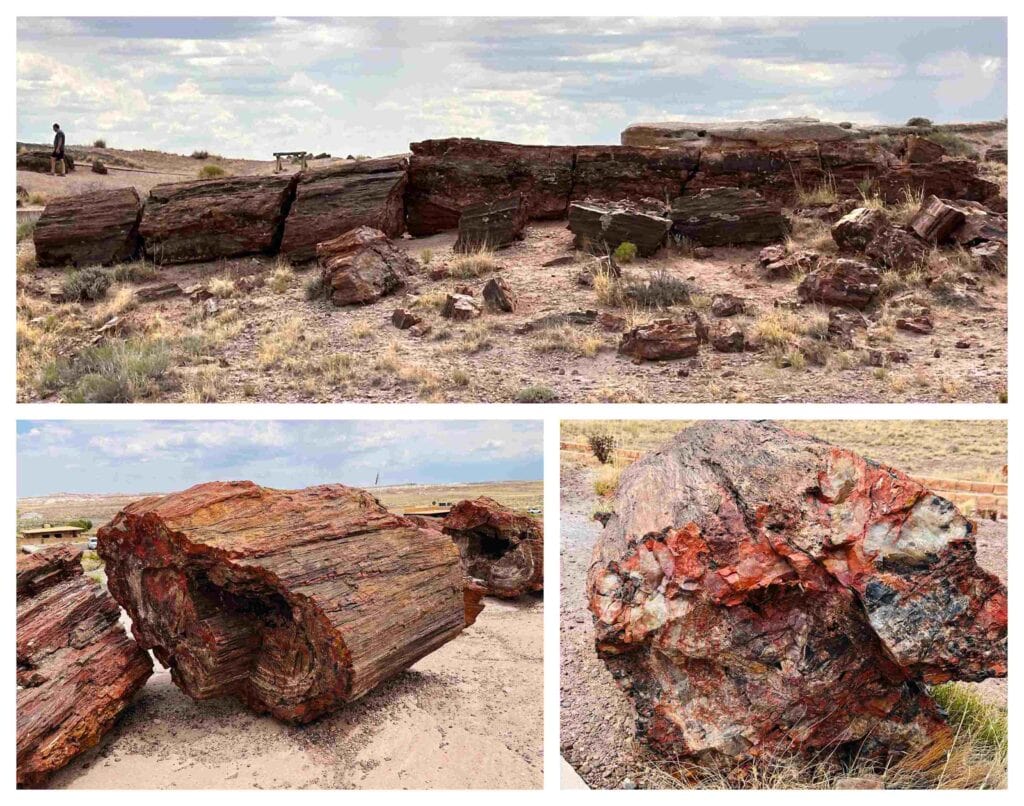 Petrified trees are scattered around the landscape, and we found them uniquely intriguing.