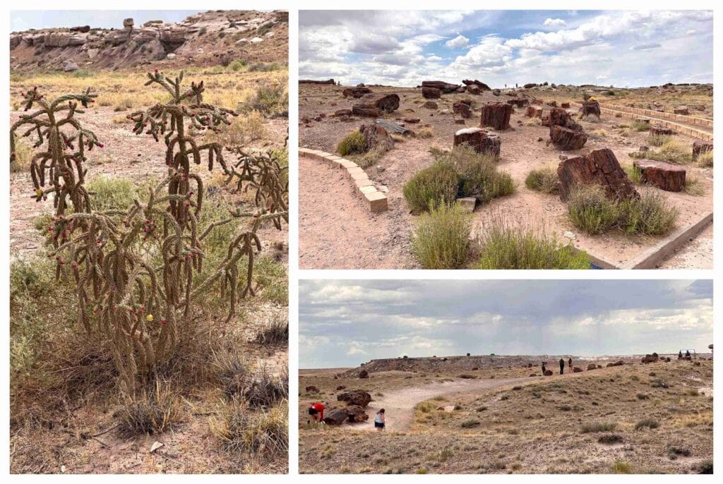 Painted Desert and Petrified Forest offer two different landscapes.
